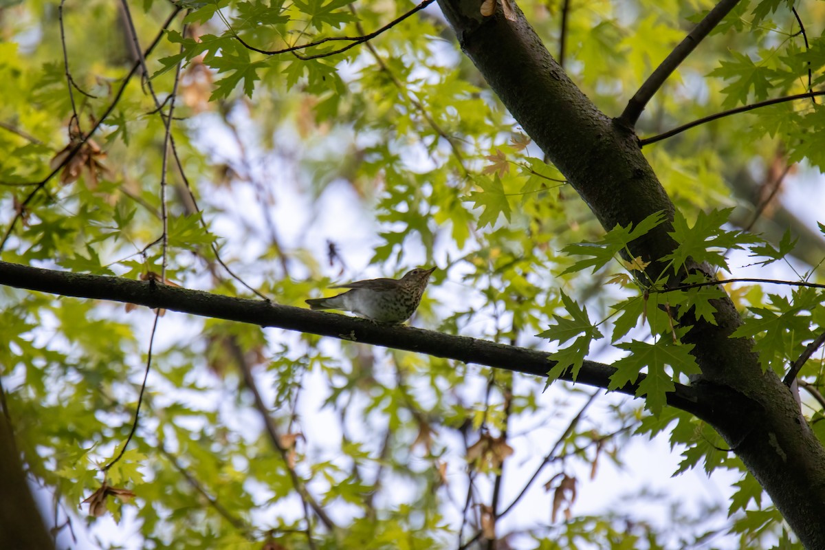Swainson's Thrush - ML636569334