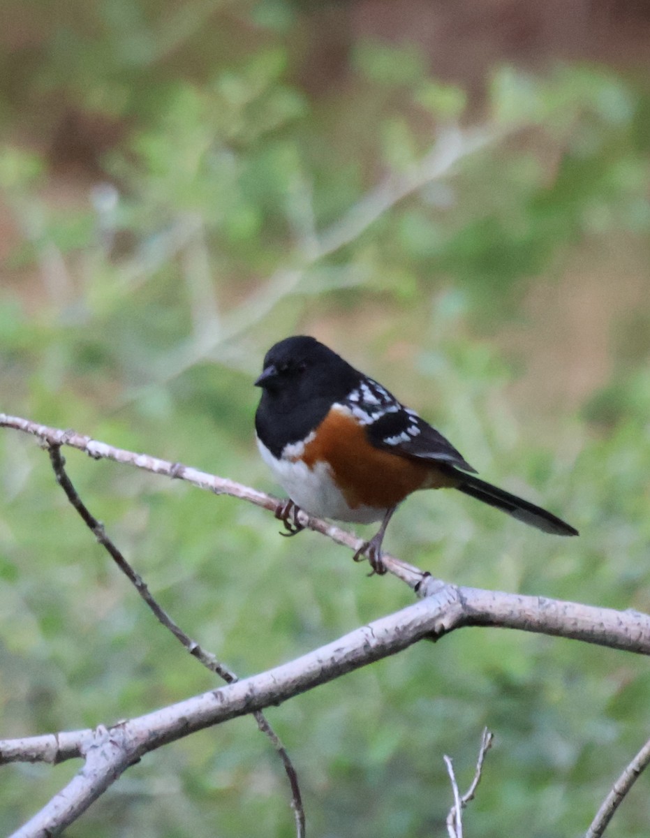 Spotted Towhee - ML636569365
