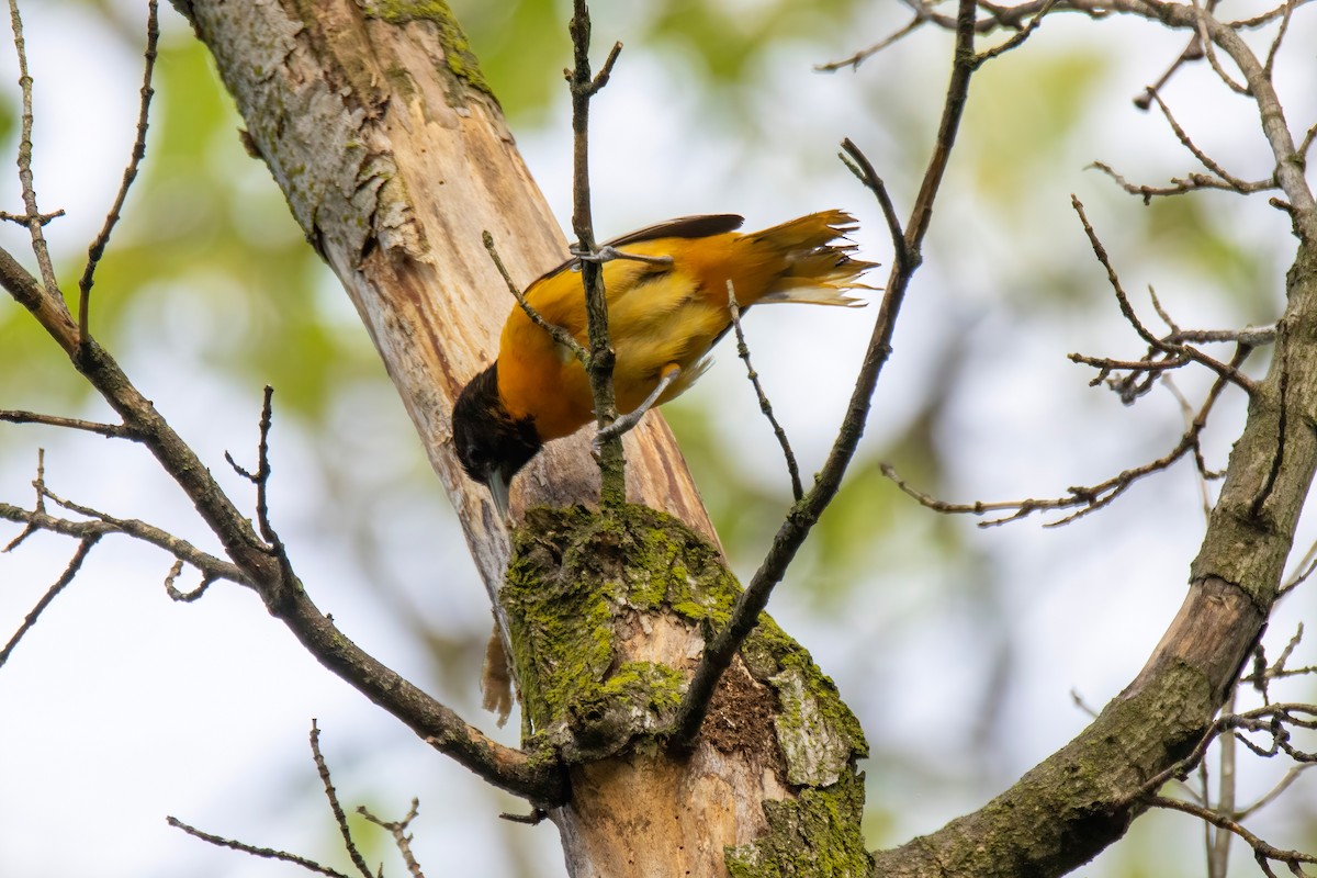 Baltimore Oriole - ML636569371