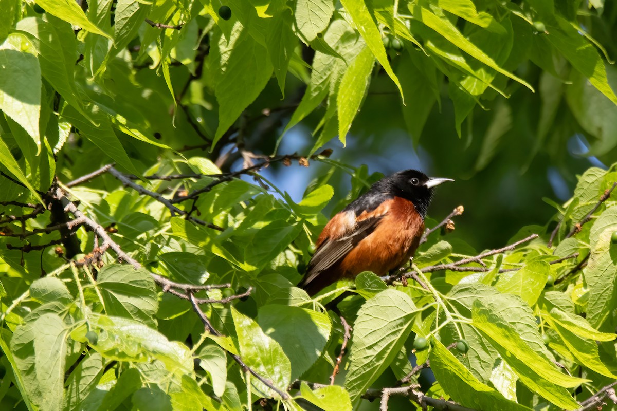 Orchard Oriole - ML636569395