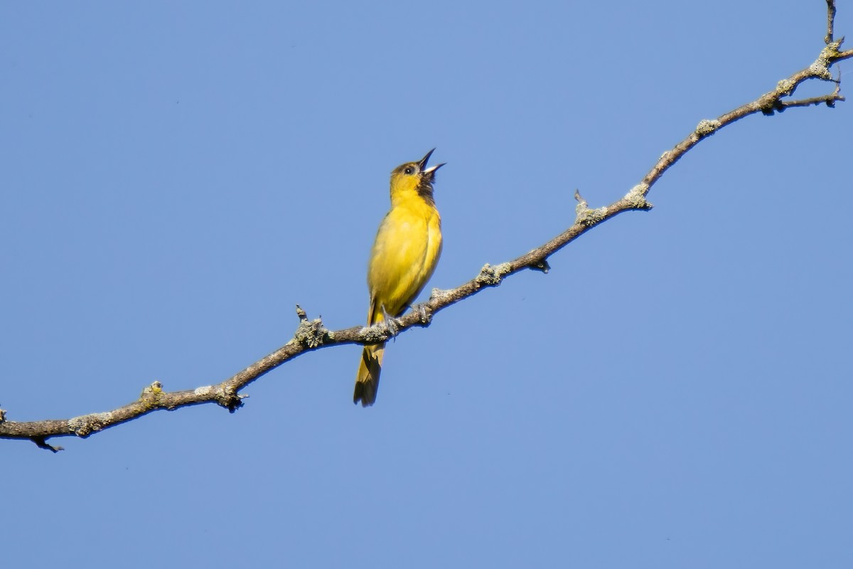 Orchard Oriole - ML636569404