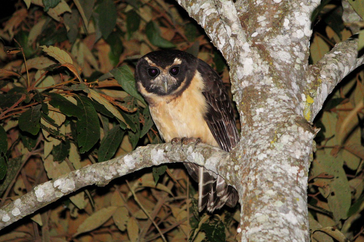 Tawny-browed Owl - ML636569449