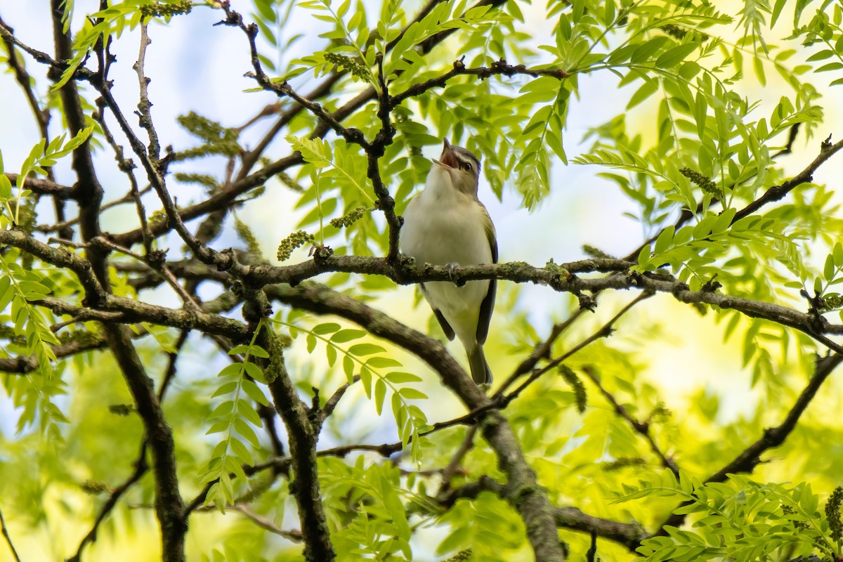 Red-eyed Vireo - ML636569500