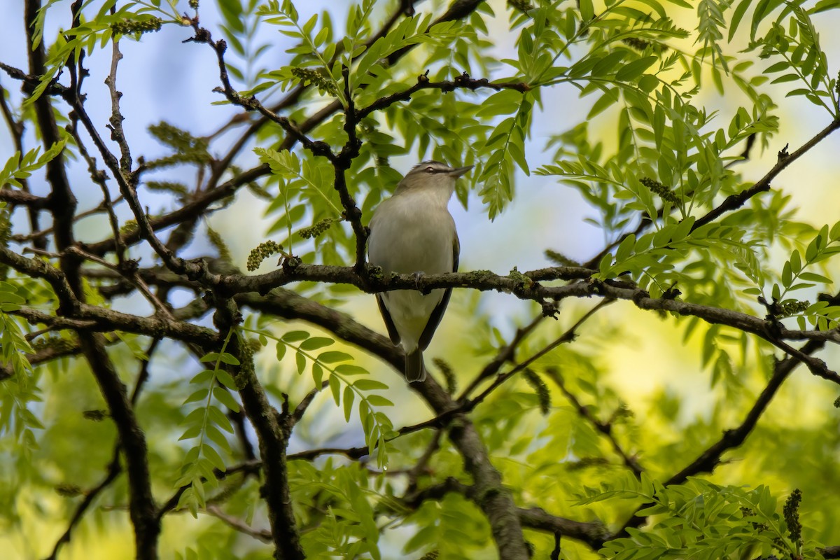 Red-eyed Vireo - ML636569501