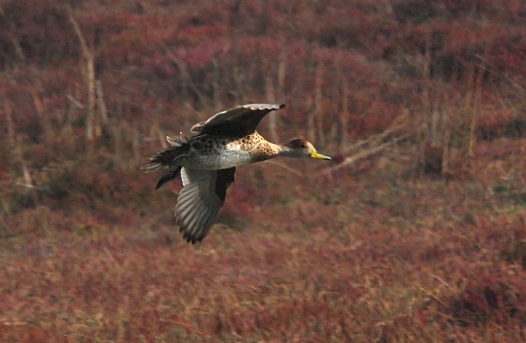 Yellow-billed Pintail - ML636569532