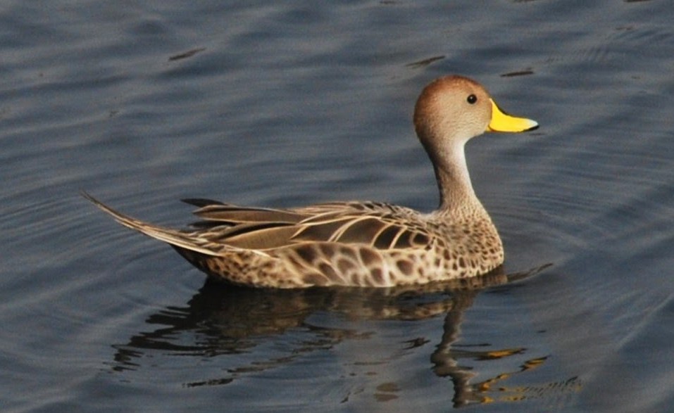 Yellow-billed Pintail - ML636569533