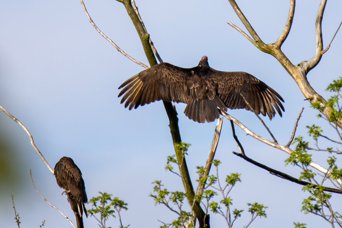 Turkey Vulture - ML636569585
