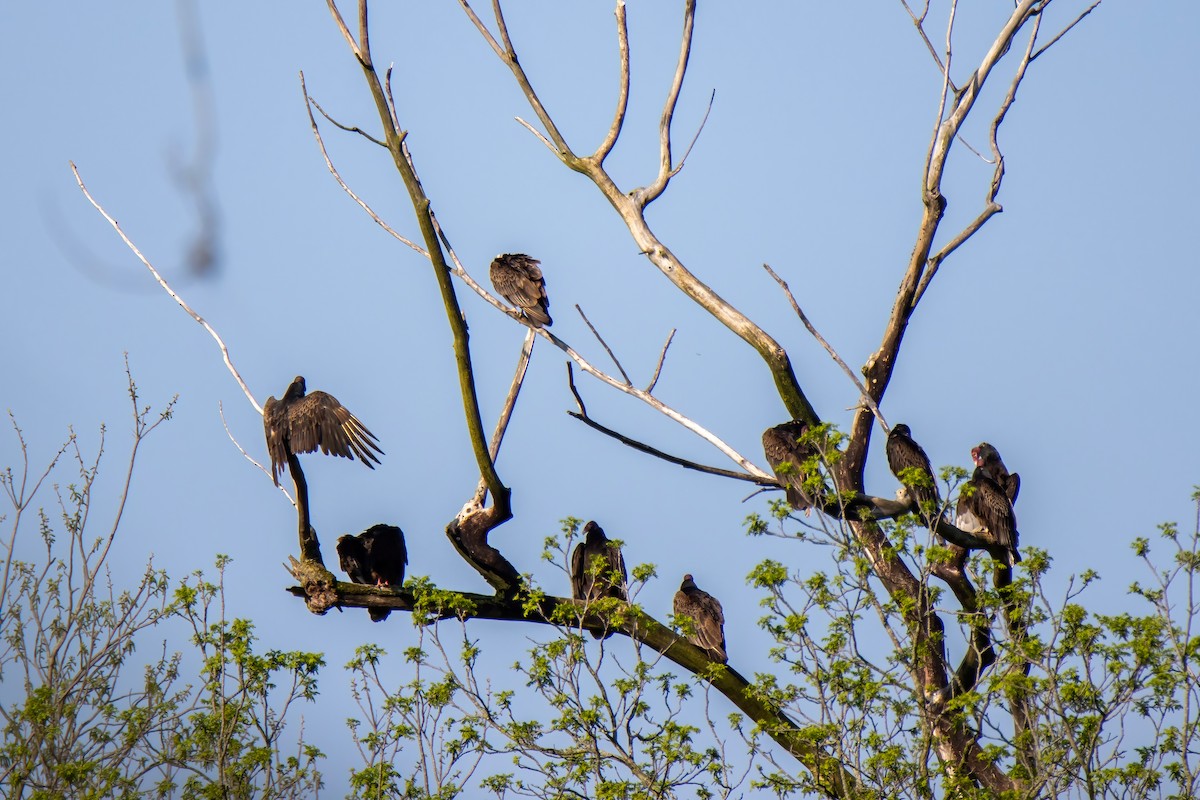 Turkey Vulture - ML636569586