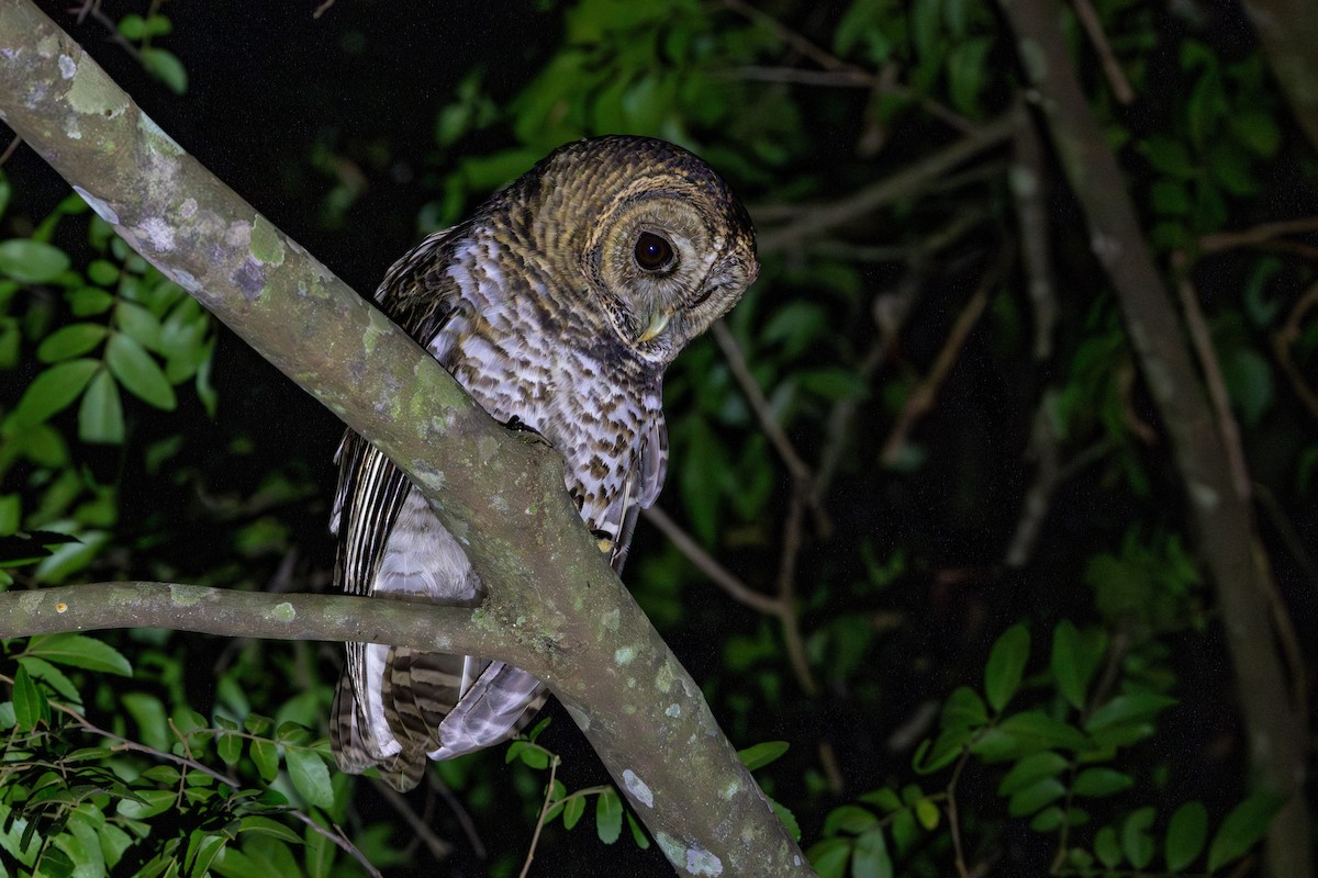 Rusty-barred Owl - ML636569690