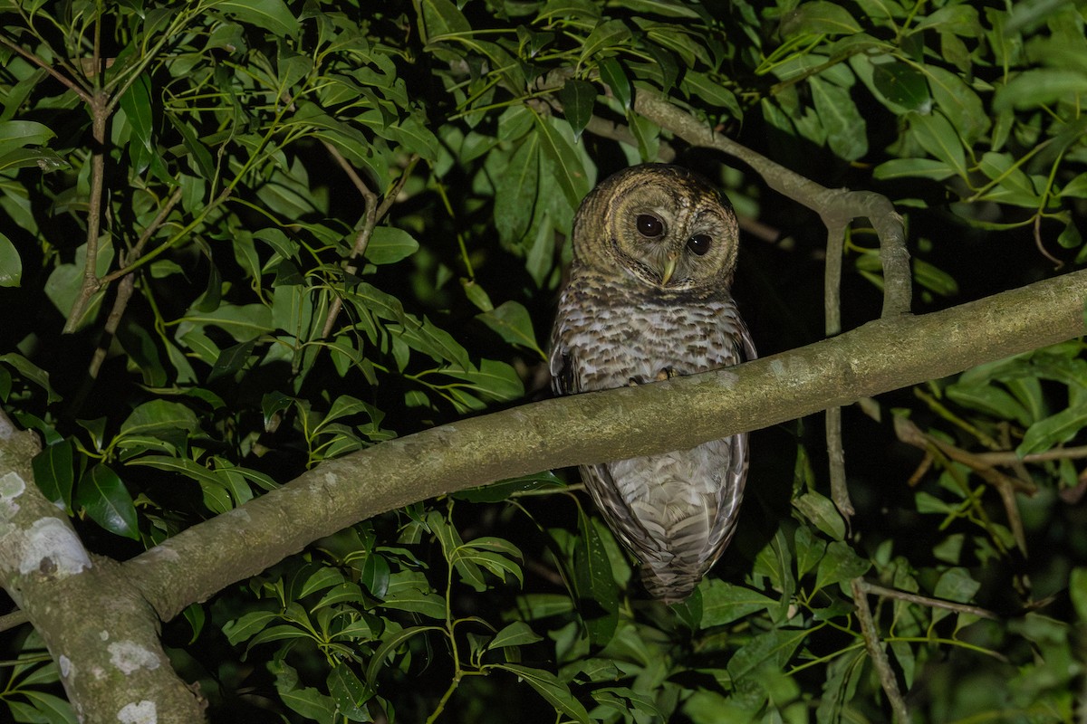 Rusty-barred Owl - ML636569691