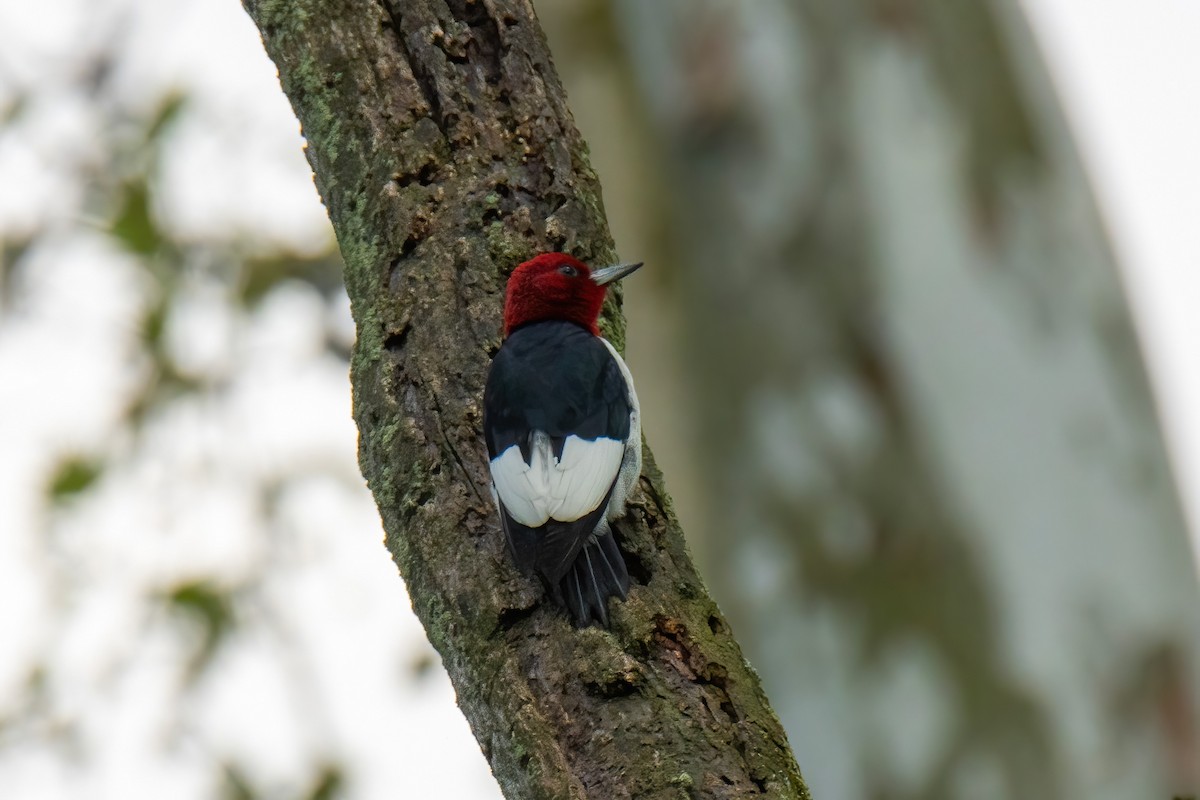 Red-headed Woodpecker - ML636569697