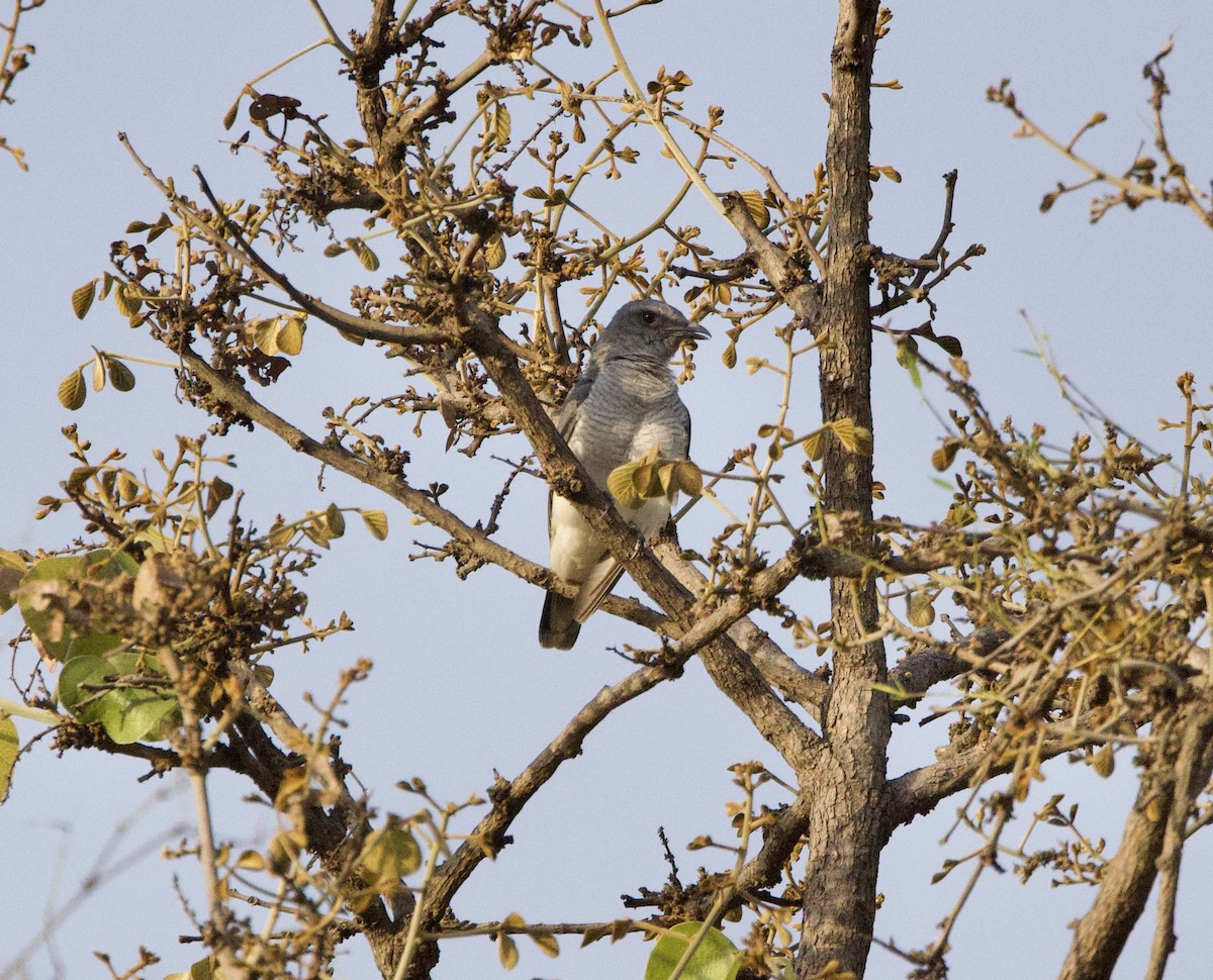 Indian Cuckooshrike - ML636569729