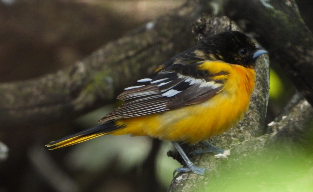Baltimore Oriole - ML636569874