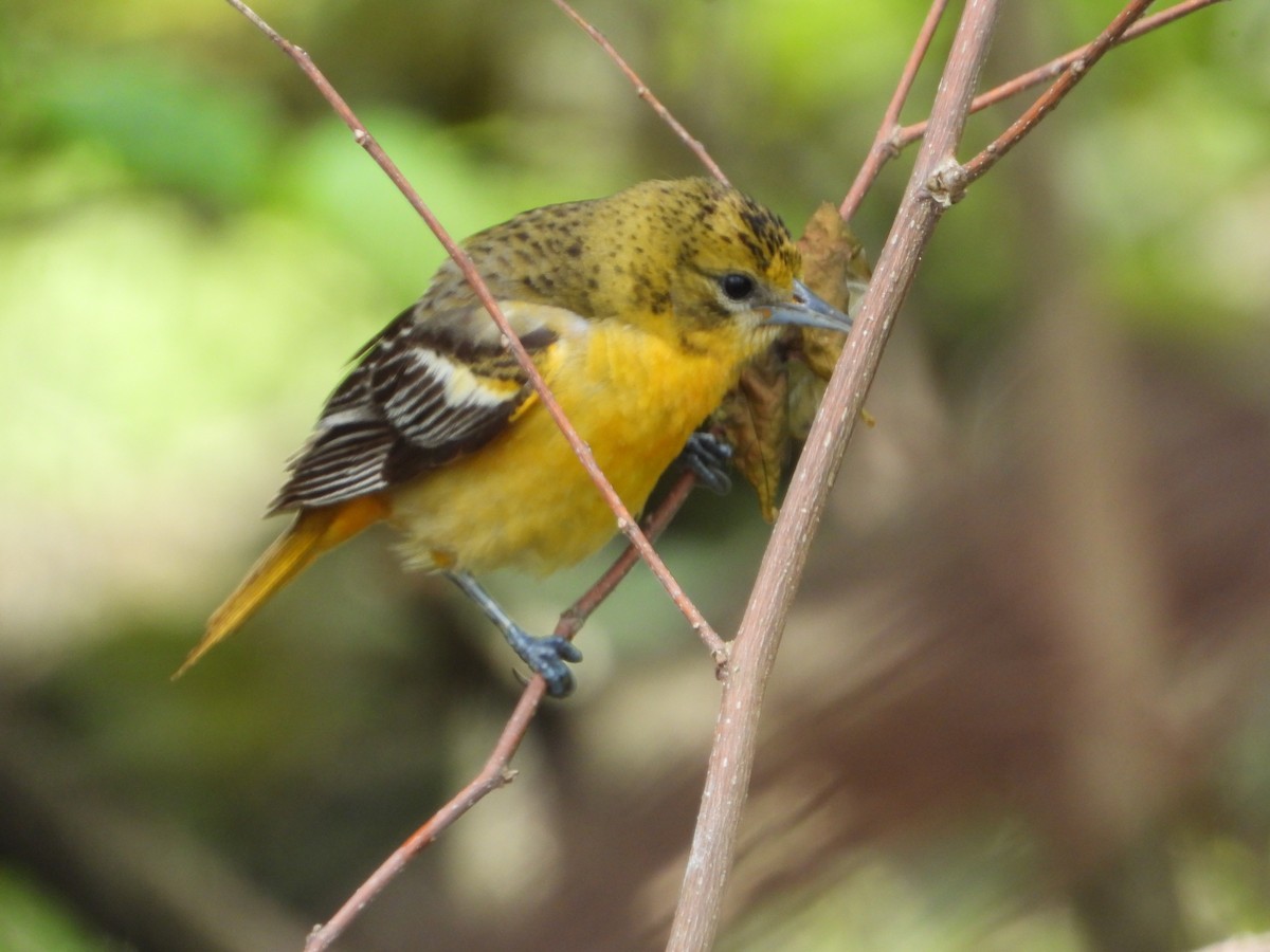 Baltimore Oriole - ML636569884