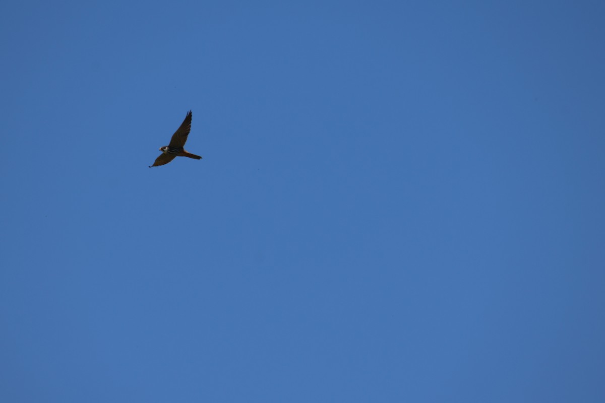 Eurasian Hobby - ML636569897