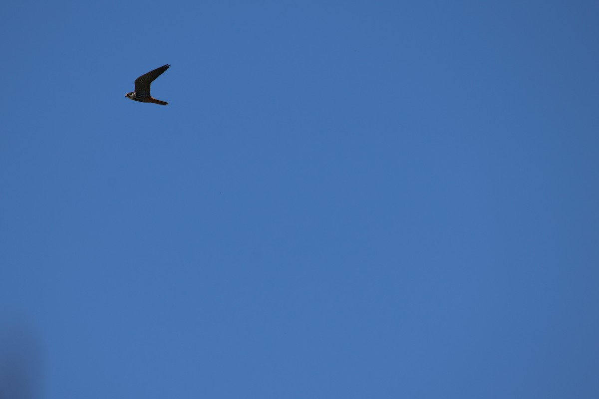 Eurasian Hobby - ML636569898