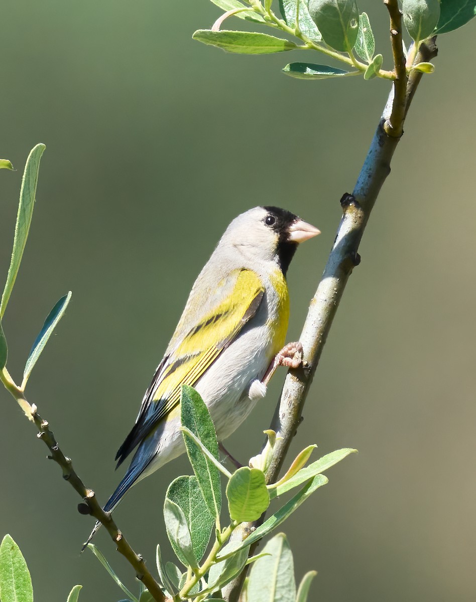 Lawrence's Goldfinch - ML636569937