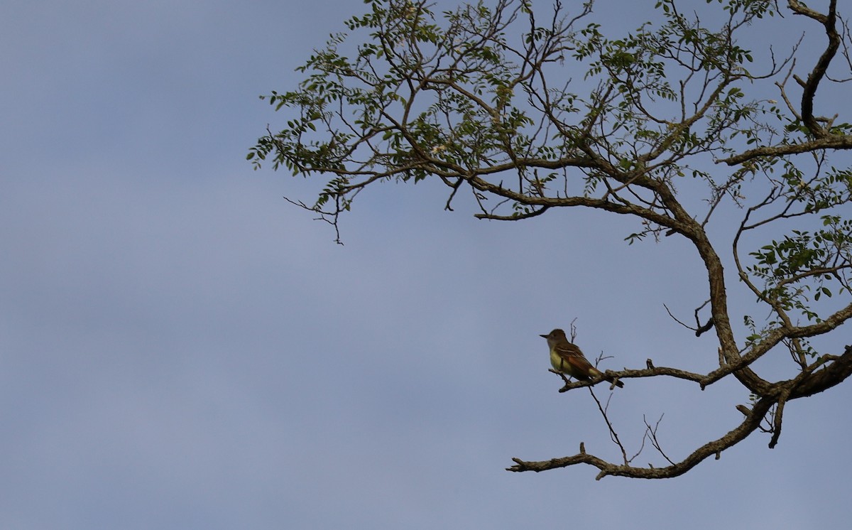Great Crested Flycatcher - ML636570042