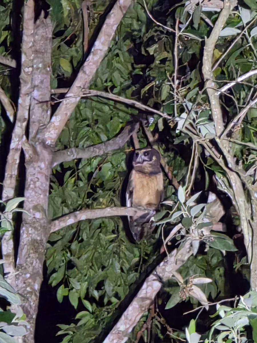 Tawny-browed Owl - ML636570089