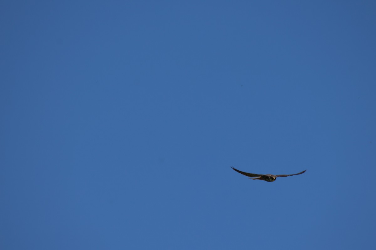 Eurasian Hobby - ML636570105