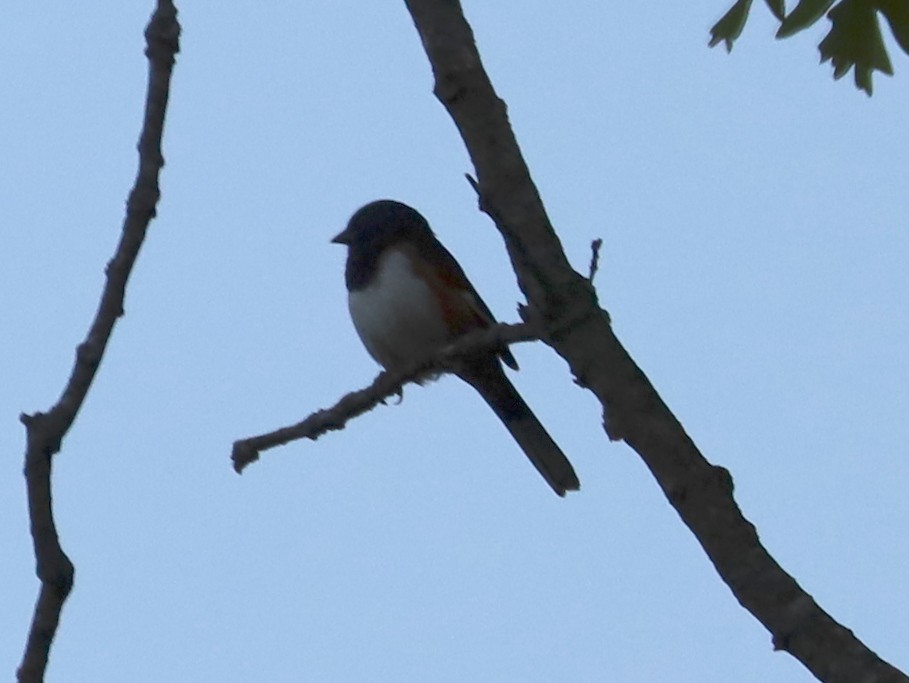 ワキアカトウヒチョウ - ML636570115