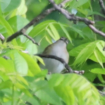 アカメモズモドキ - ML636570152