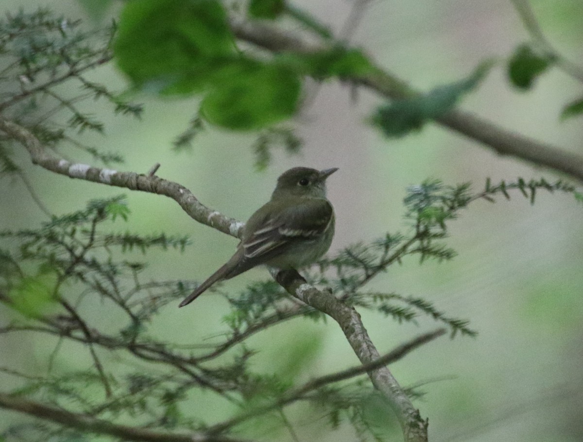 Acadian Flycatcher - ML636570188