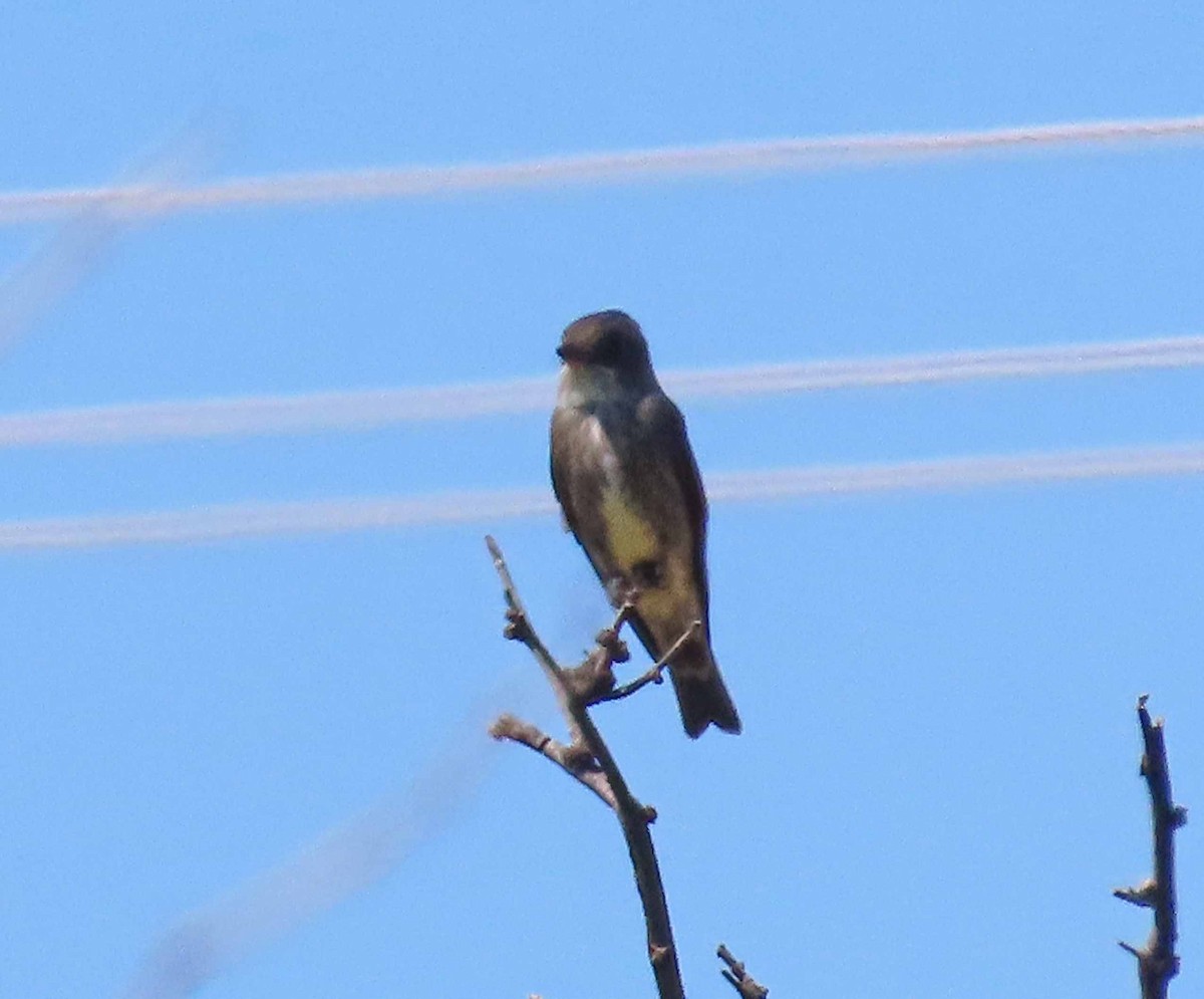 Olive-sided Flycatcher - ML636570211