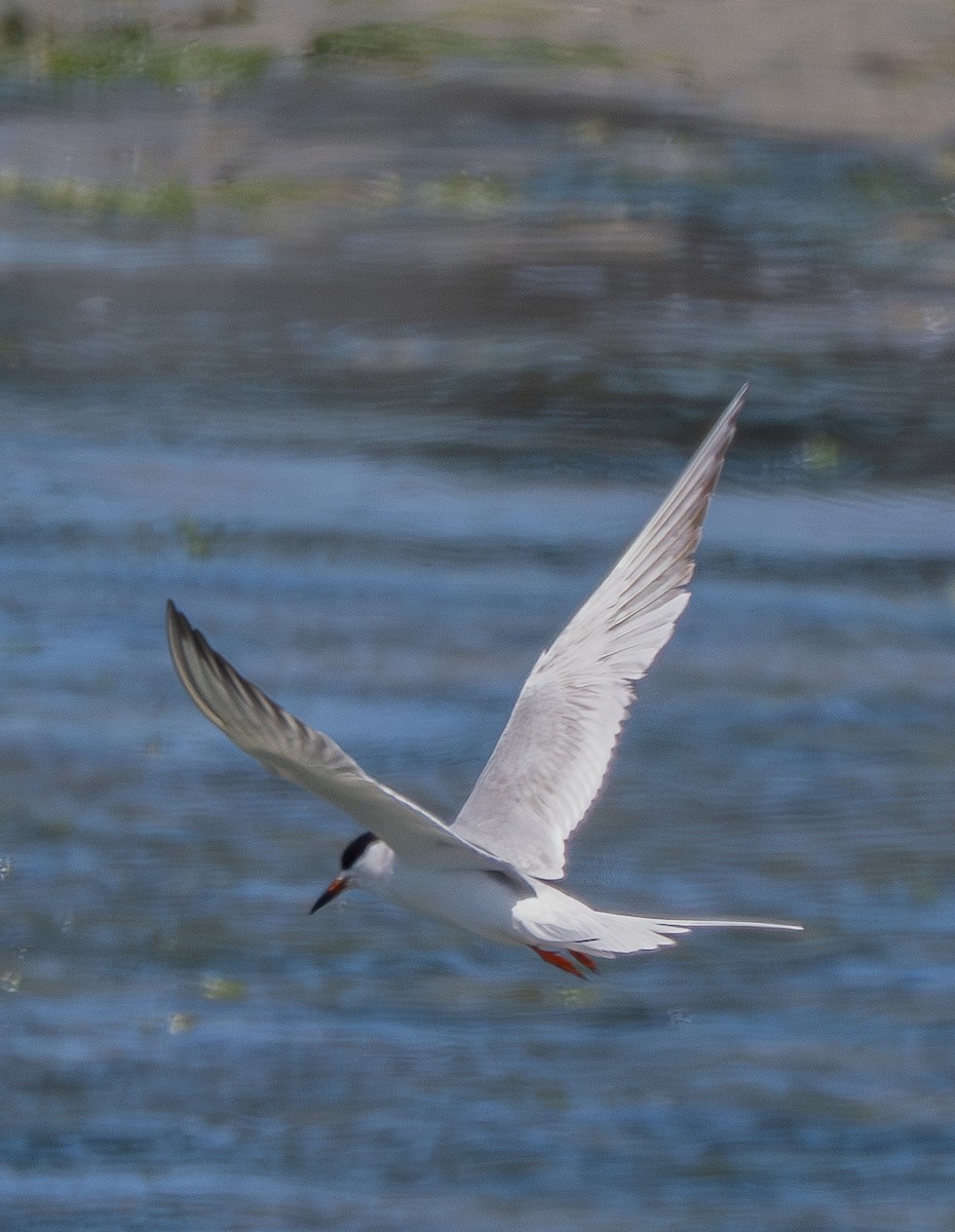 Forster's Tern - ML636570225
