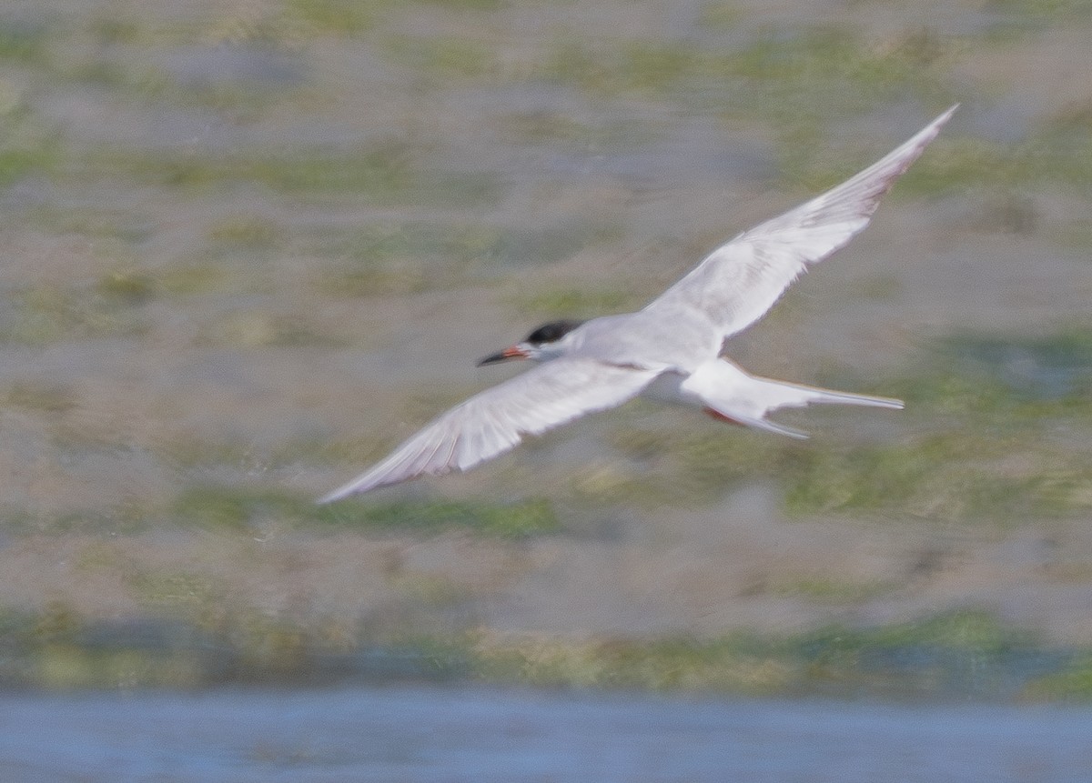 Forster's Tern - ML636570230