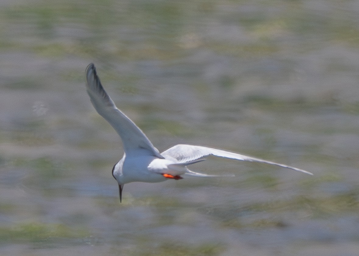 Forster's Tern - ML636570241