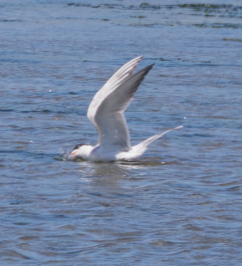 Forster's Tern - ML636570251