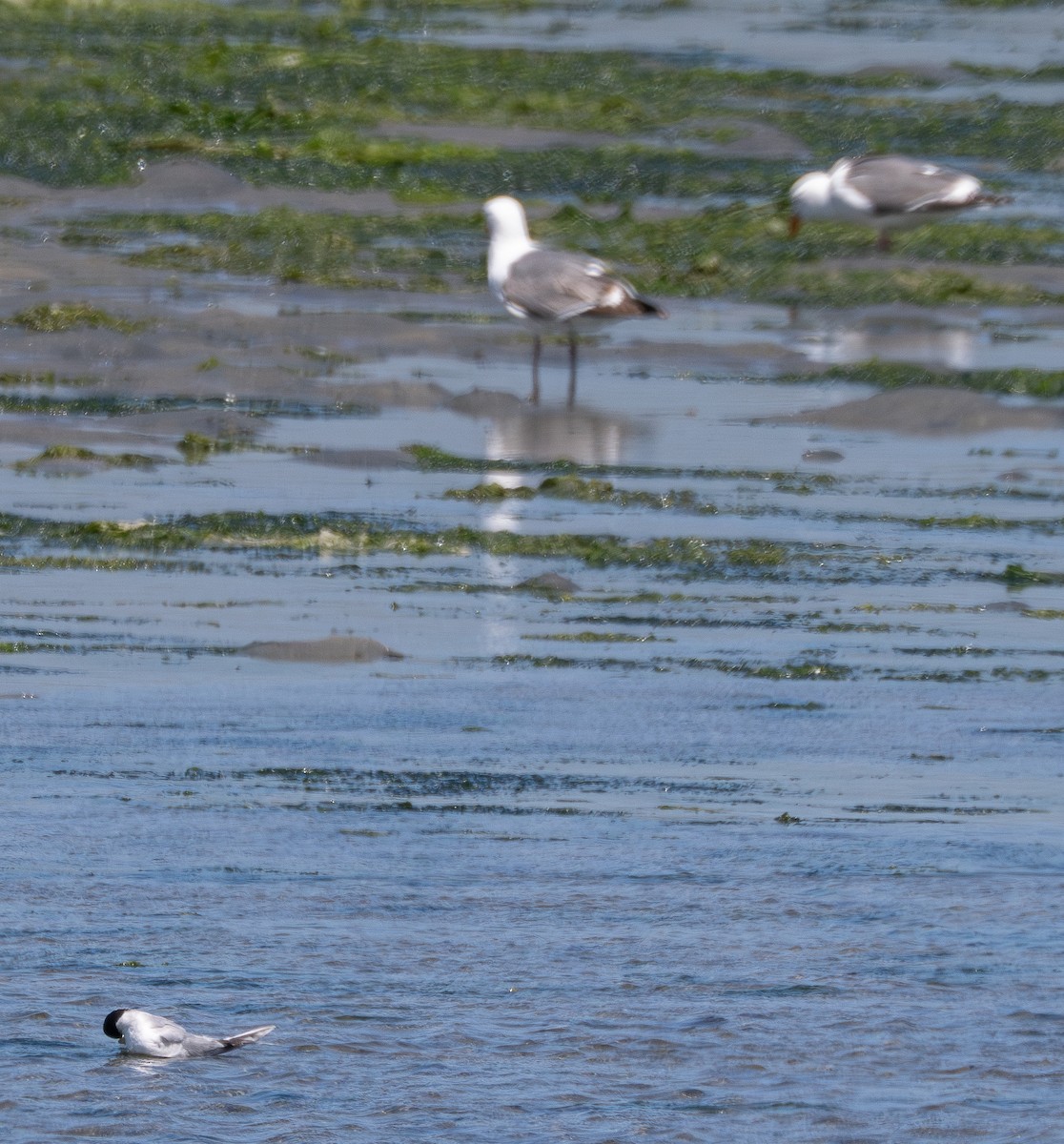 Forster's Tern - ML636570265