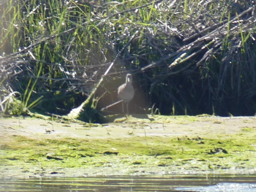Clapper Rail - ML636570281