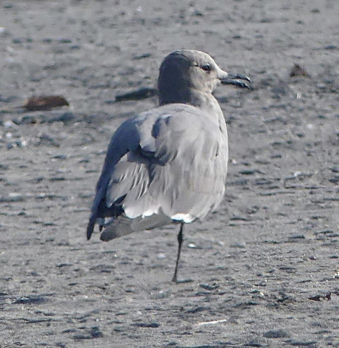 ørkenmåke - ML636570285
