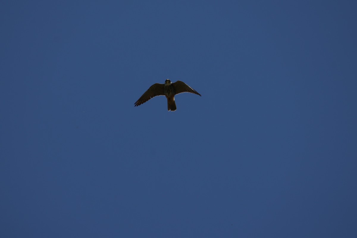 Eurasian Hobby - ML636570510