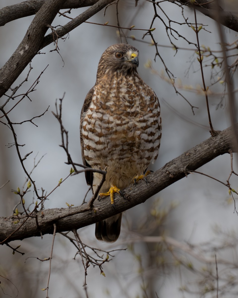 Broad-winged Hawk - ML636570531