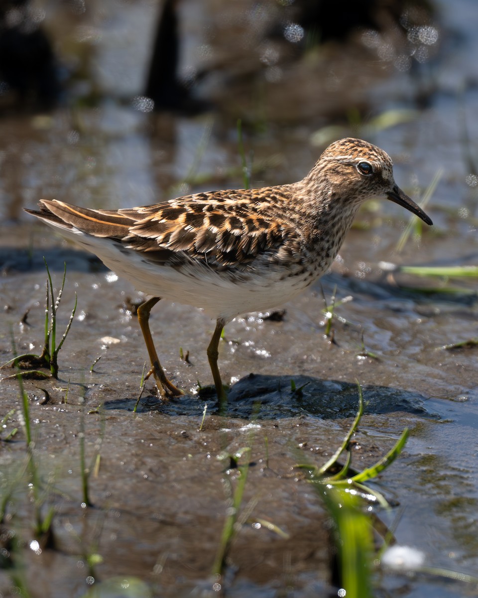 Least Sandpiper - ML636570762