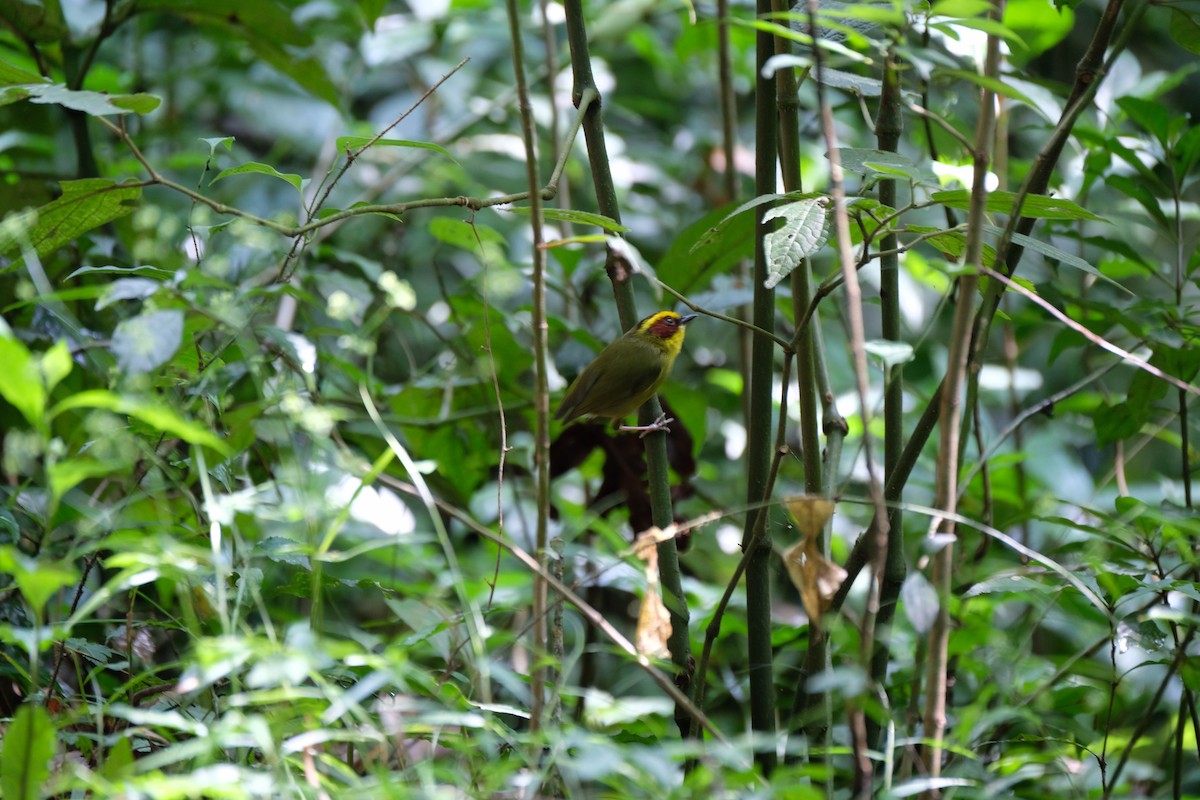 Golden-browed Warbler - ML636570830