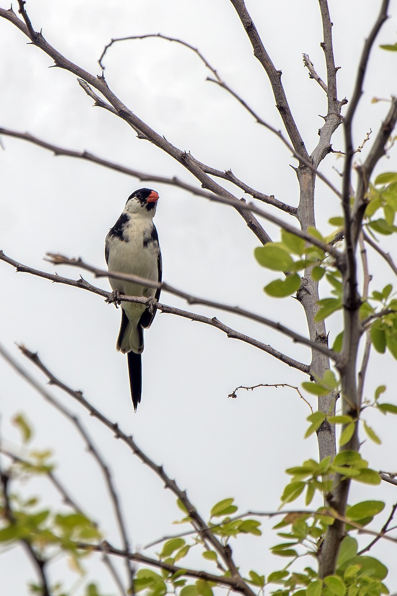 Pin-tailed Whydah - ML636570903