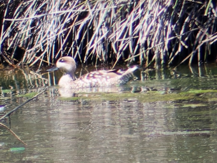 Marbled Duck - ML636570913
