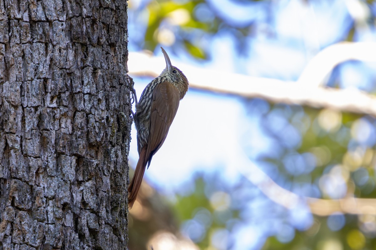 Scaled Woodcreeper - ML636570915