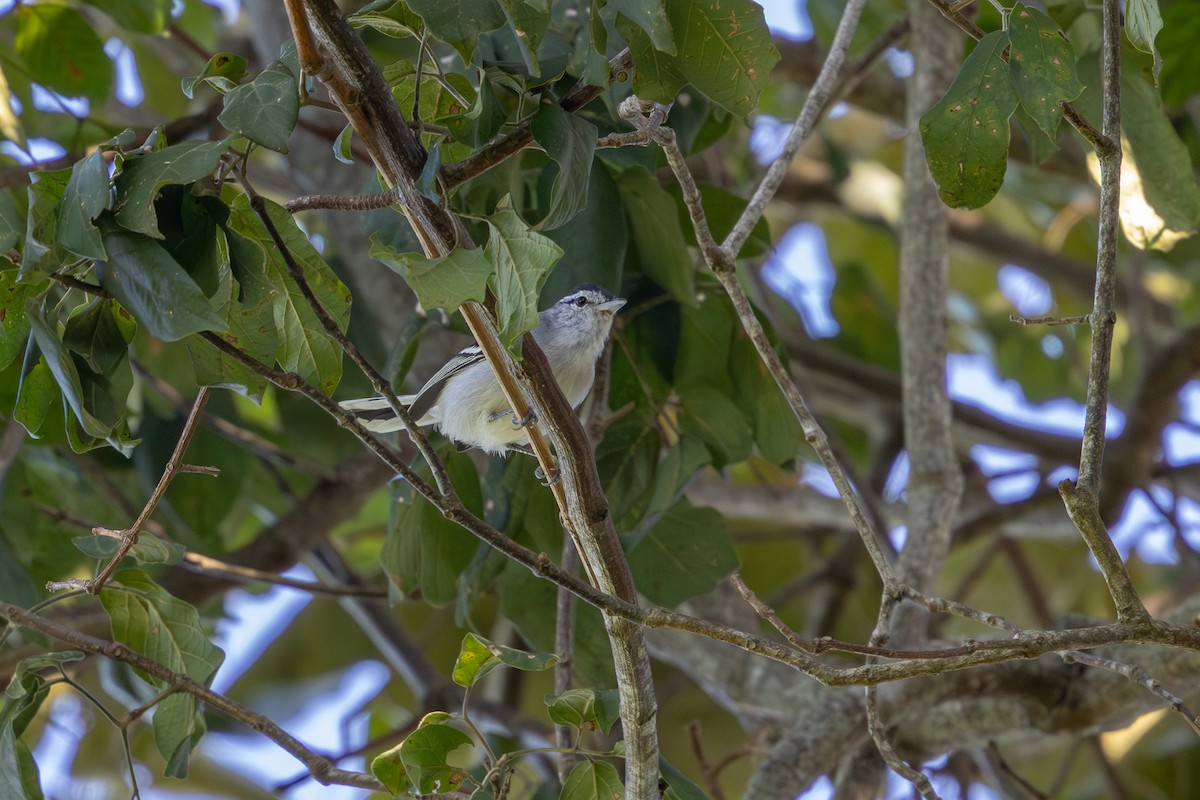 Black-capped Antwren - ML636570924