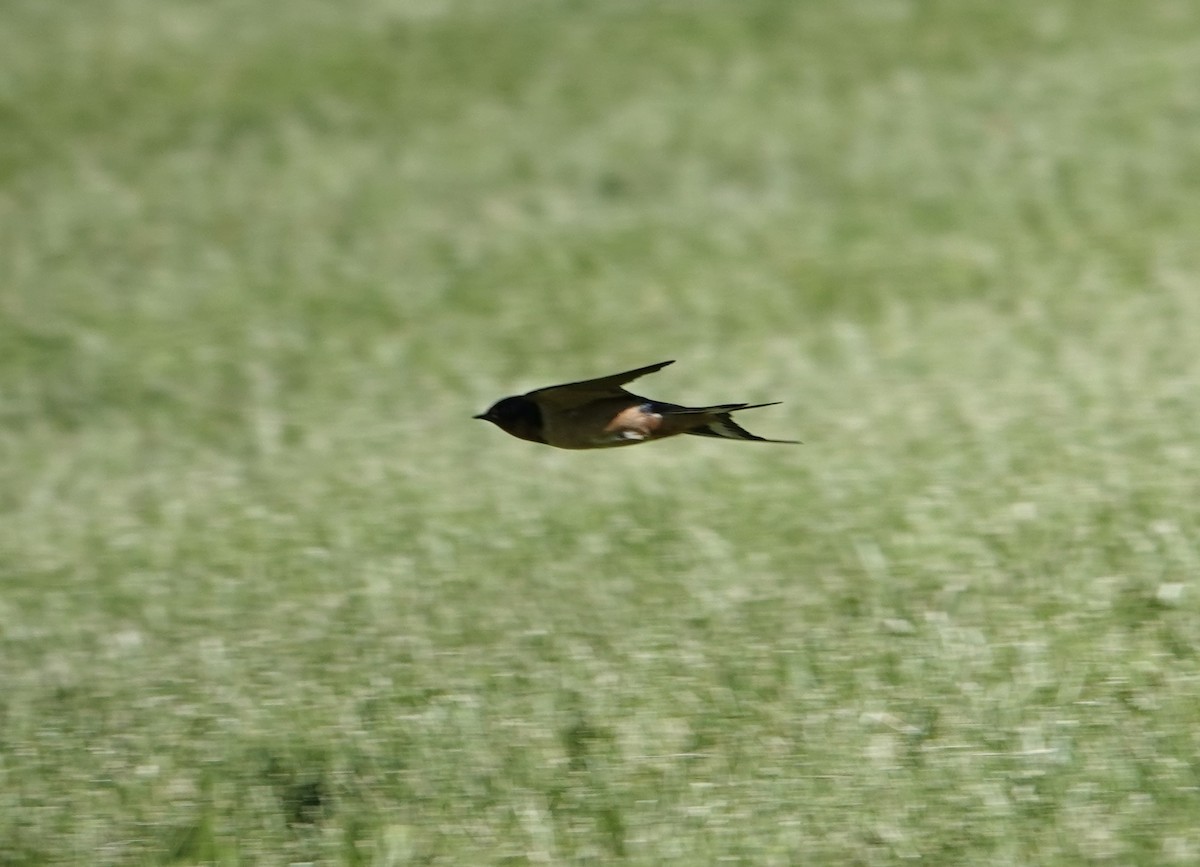 Kır Kırlangıcı - ML636570932