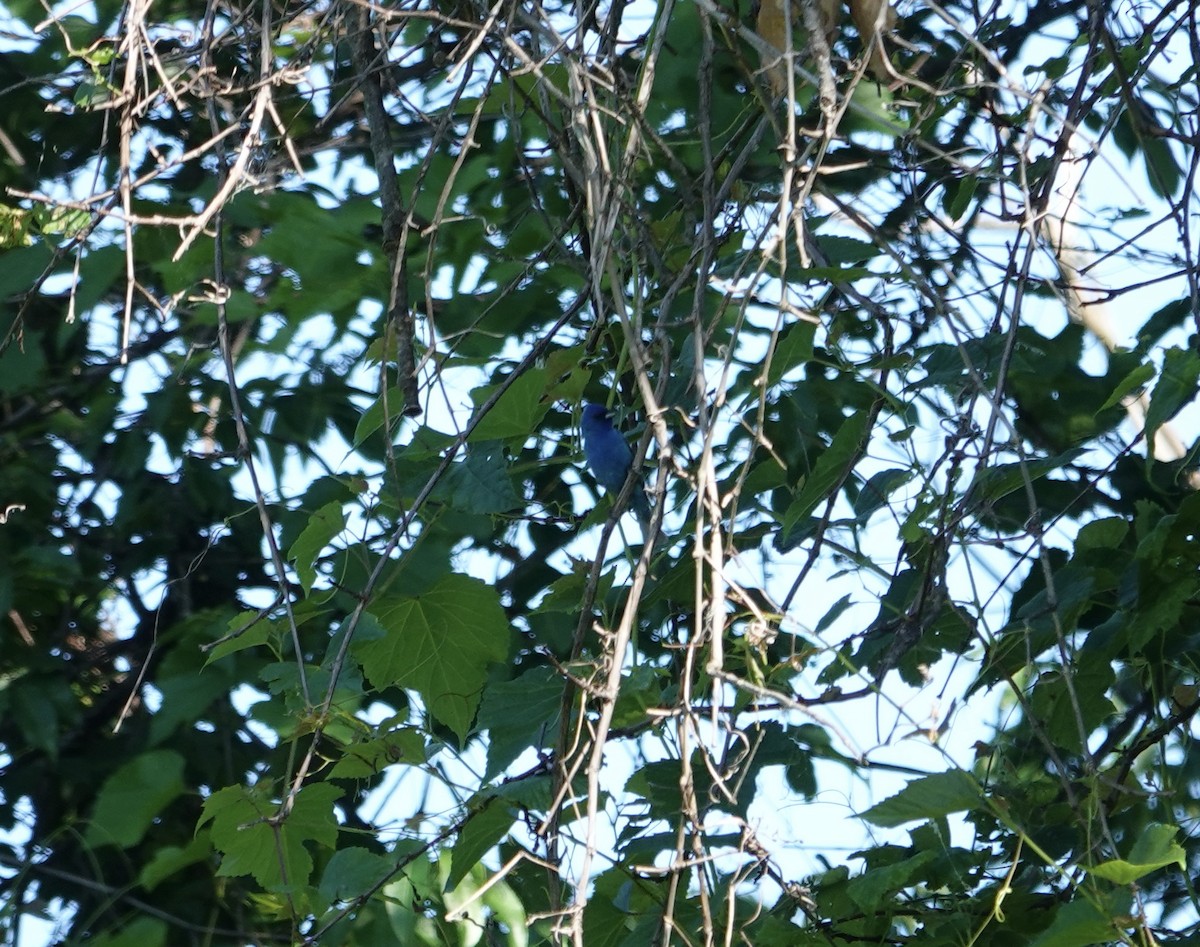 Çivit Çintesi - ML636570951