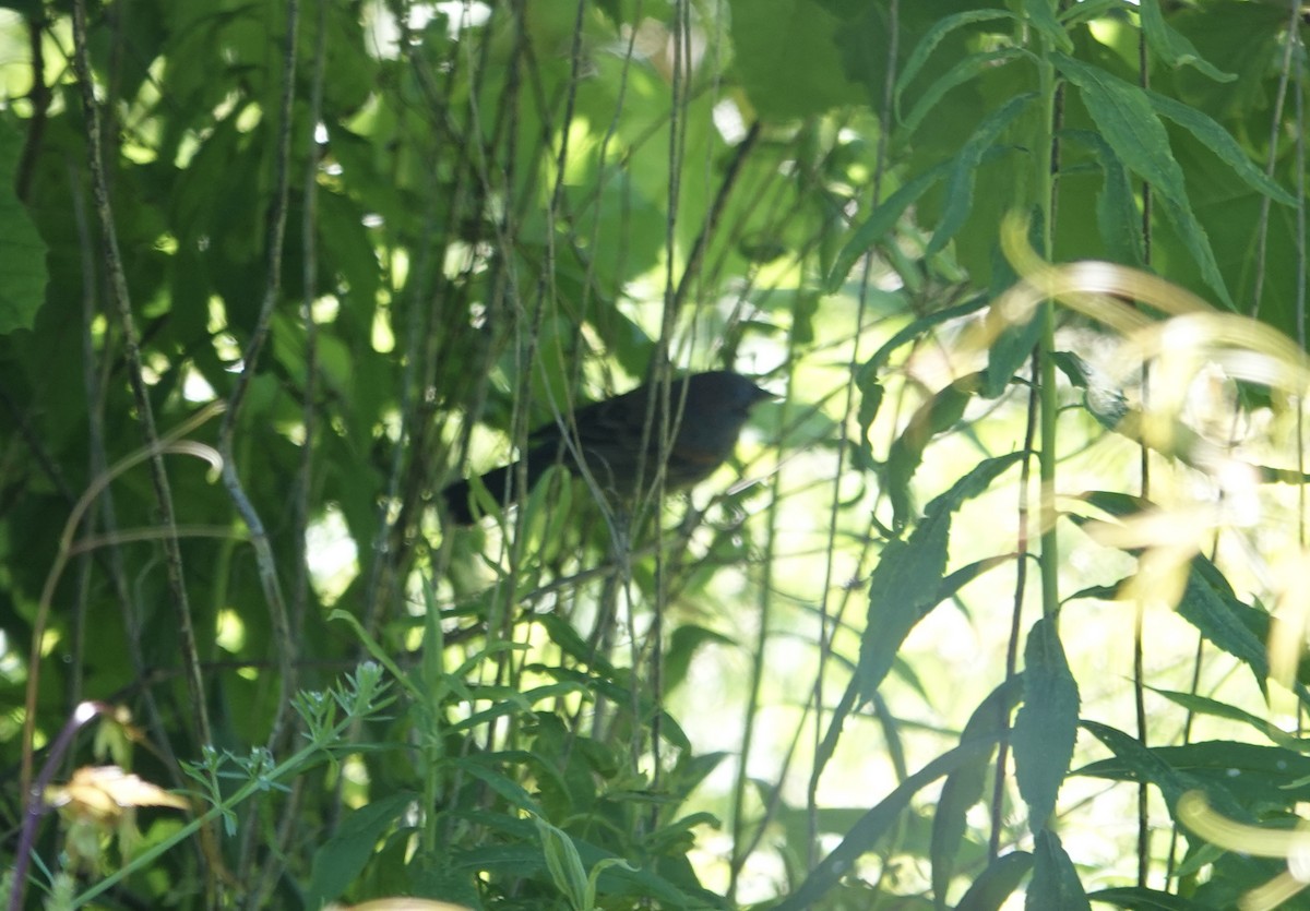 Mavi Çinte - ML636570967