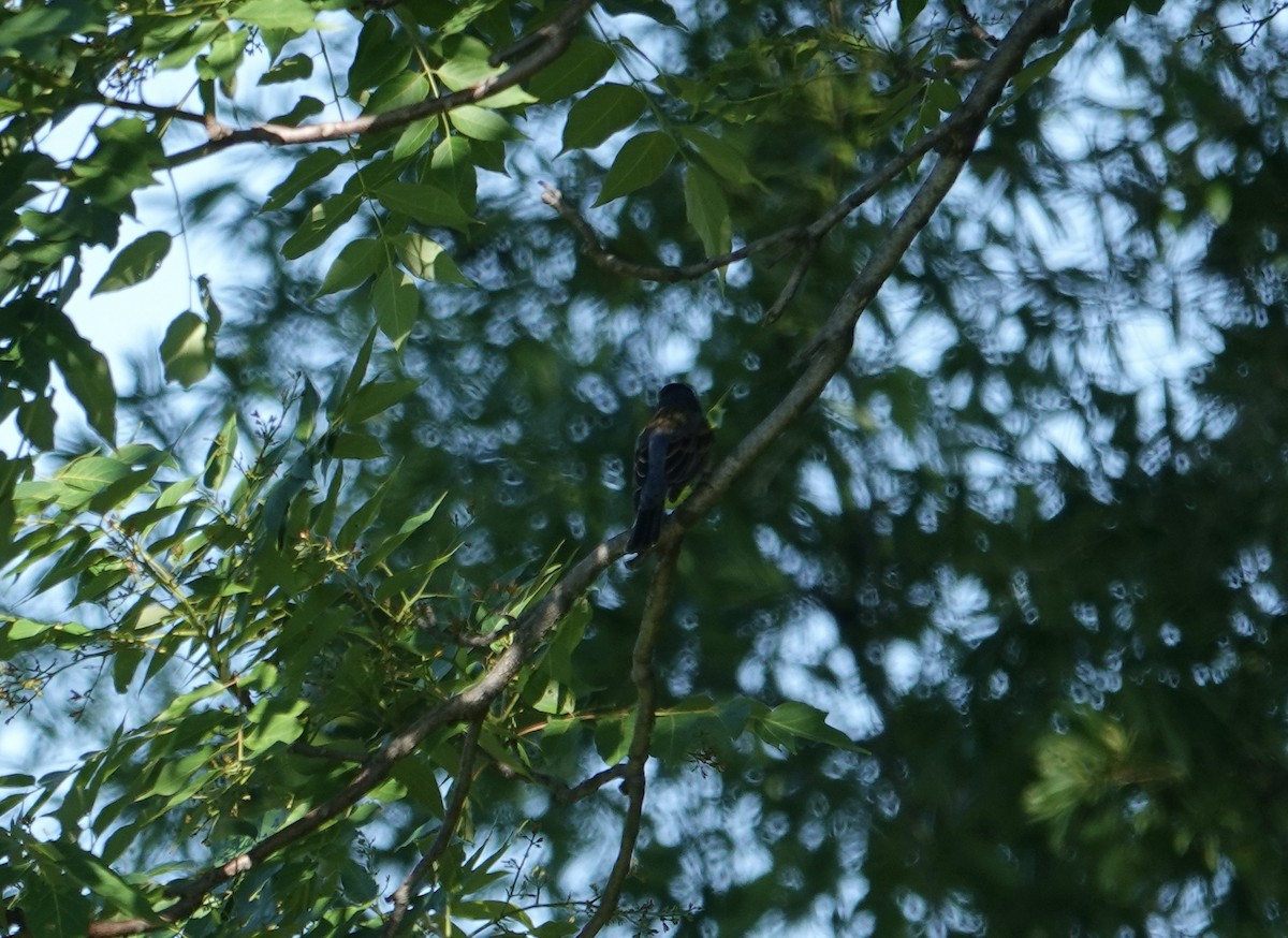 Mavi Çinte - ML636570976