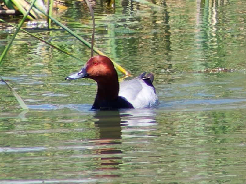 Common Pochard - ML636570978