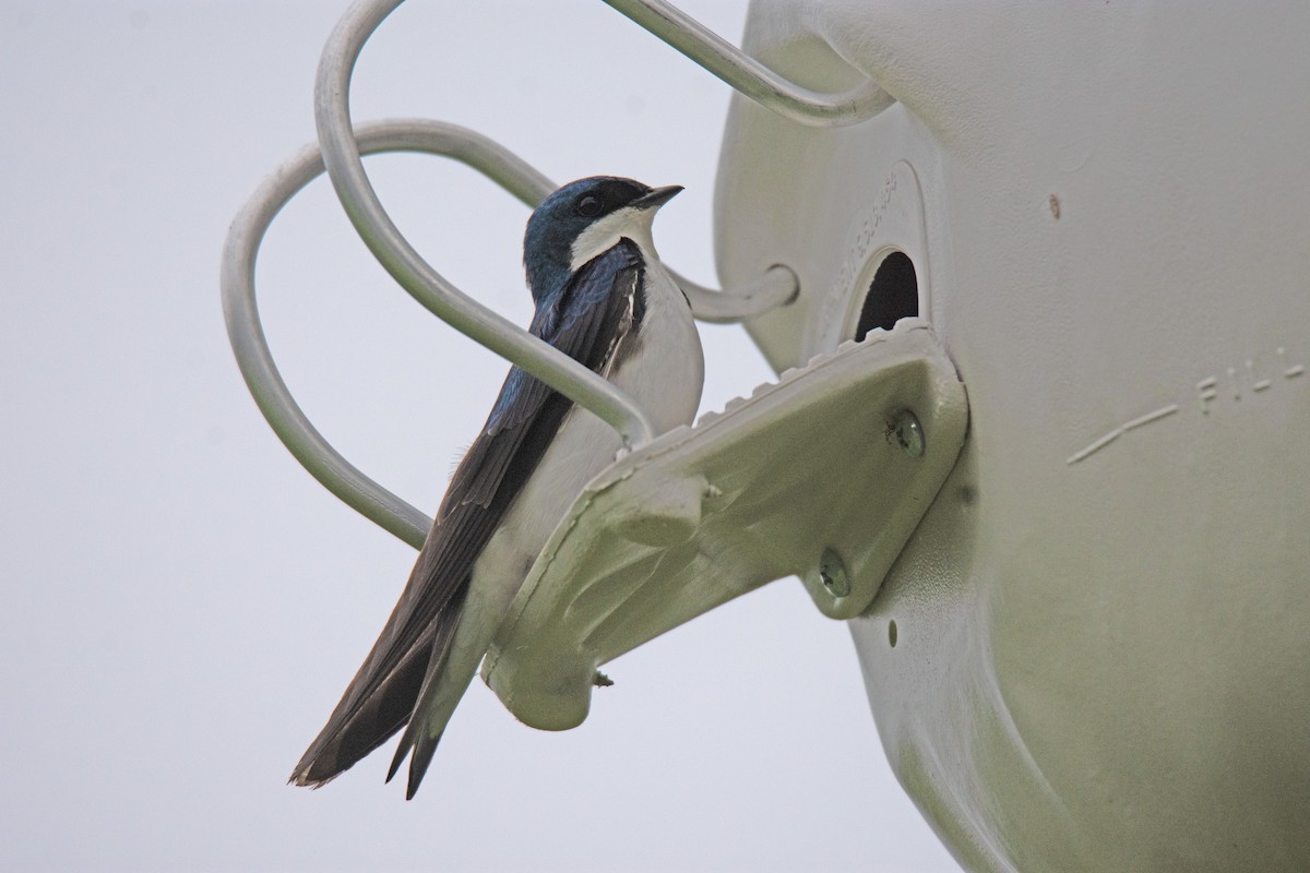 Tree Swallow - ML636570983