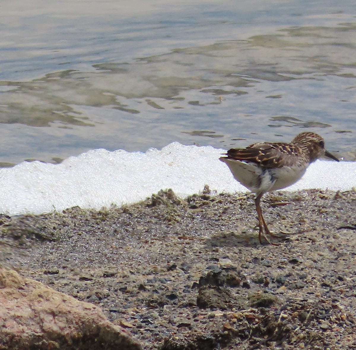 Least Sandpiper - ML636570985
